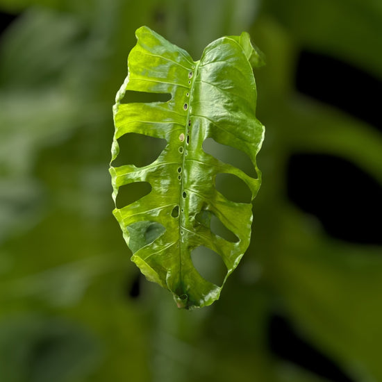 Monstera Membraceana Madison
