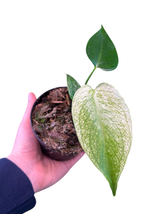 Monstera Devil Monster