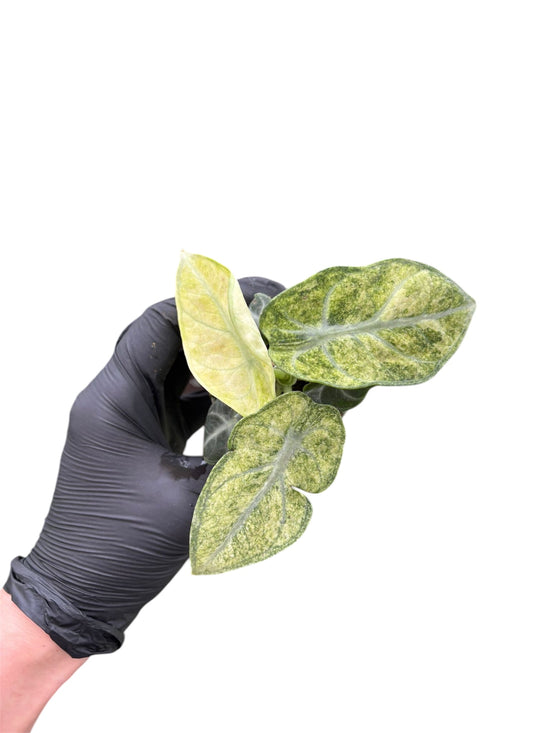Alocasia Ninja Mint Variegata