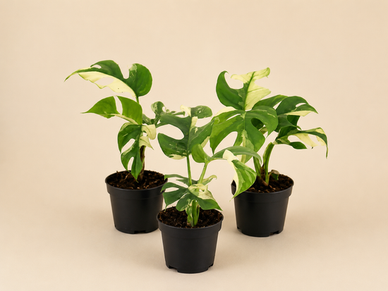 Rhaphidophora Tetrasperma Variegata (Monstera Minima Variegata)