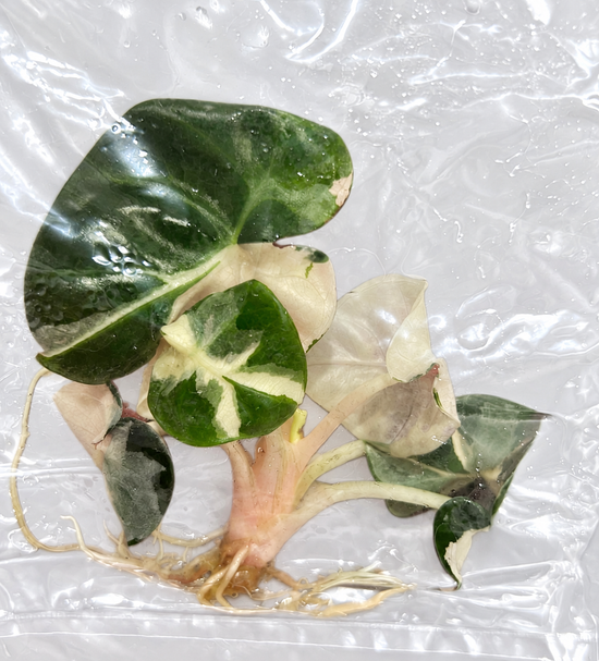 Alocasia Heart Baloon Variegata- Tissue Culture