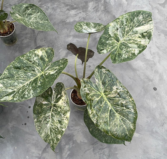 Alocasia Wentii Variegata Pink Frekkels