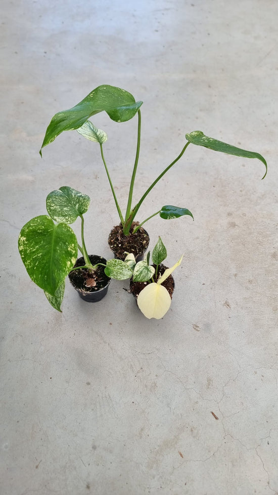 Monstera Mint B Ware