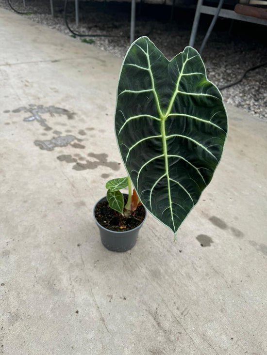 Alocasia Watsoniana