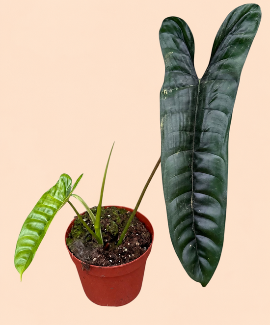 Philodendron Felix mit einem großen dunkelgrünen Blatt und einem kleinen hellgrünen