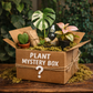 Mystery Plant Box