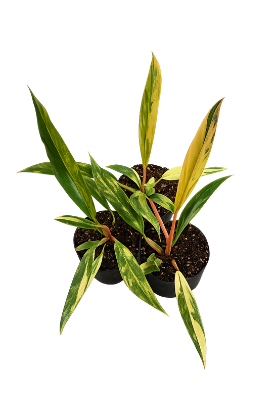 Philodendron Caramel Marble Variegata