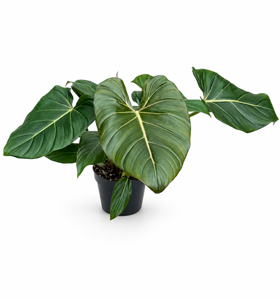 Philodendron Summer Glory XXL