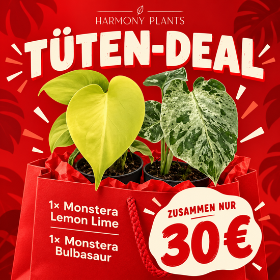 Aftersale Deal Monstera Bulbasaur + Monstera Lemon Lime