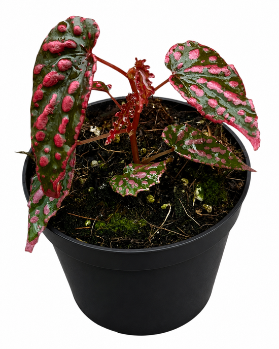 Begonia Pink Lady