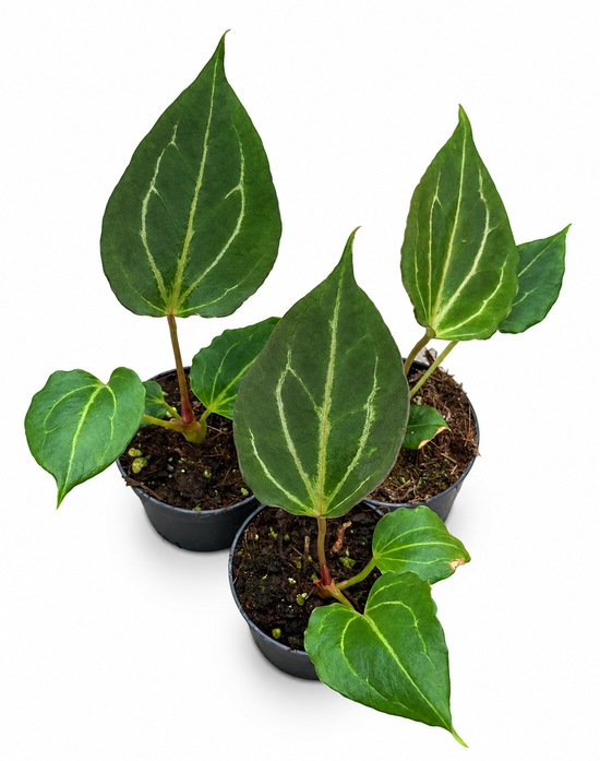 Anthurium KOS Butterfly