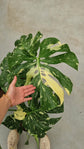 Monstera Thai Constellation