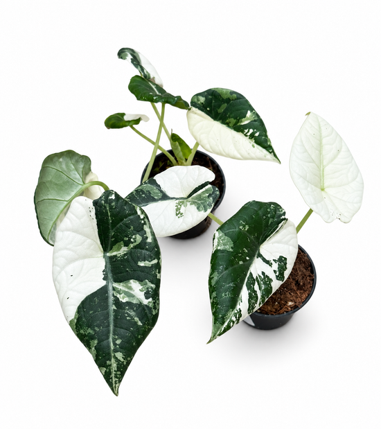 Alocasia Maharani Variegata
