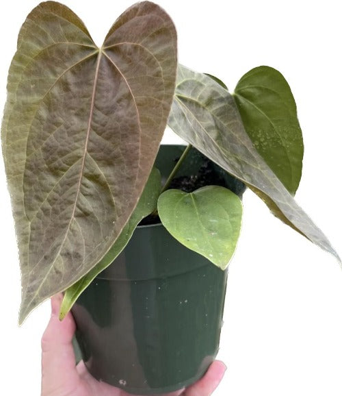 Anthurium Queen Of Hearts Harmony Plants