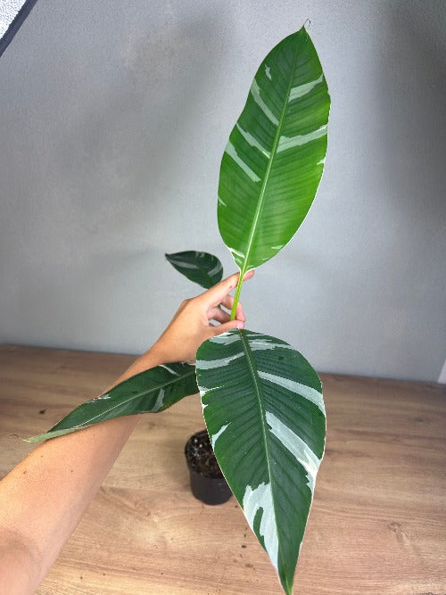 Musa Variegata ( low Variegation) Harmony Plants