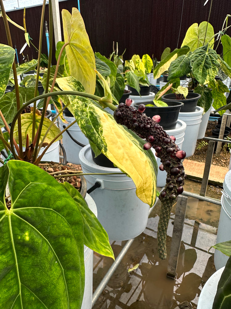 Kidda x Harmony Plants