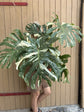 Monstera Thai Constellation XXL