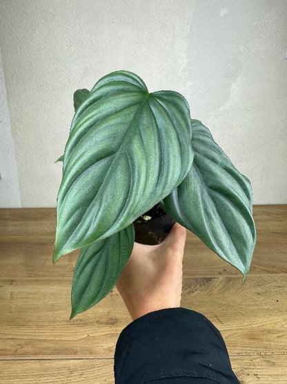 Philodendron Sp Colombia