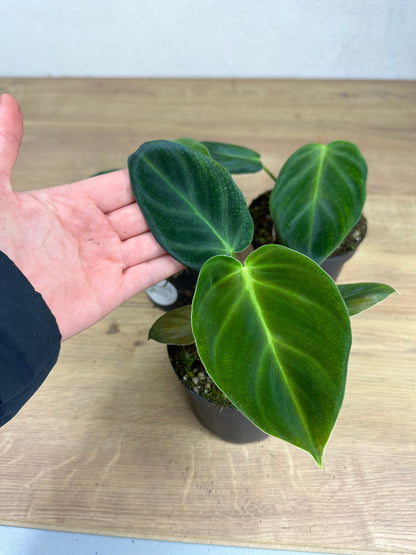 Philodendron Luxurians