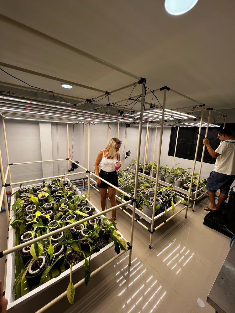 Kidda x Harmony Plants