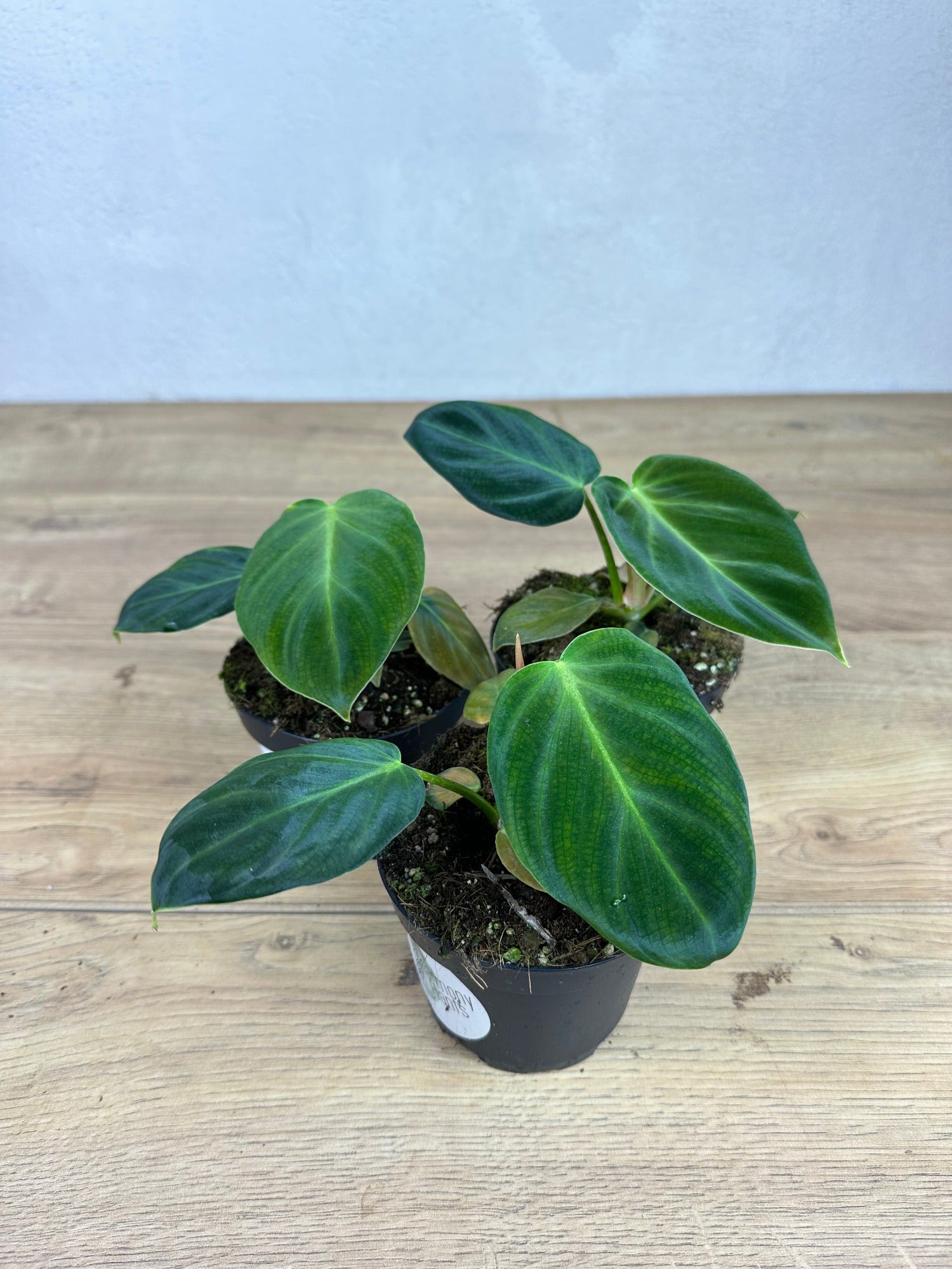 philodendron luxurians chocolate Philodendron Luxurians