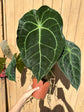 B Ware Pflanzen / sad plants Teil 1