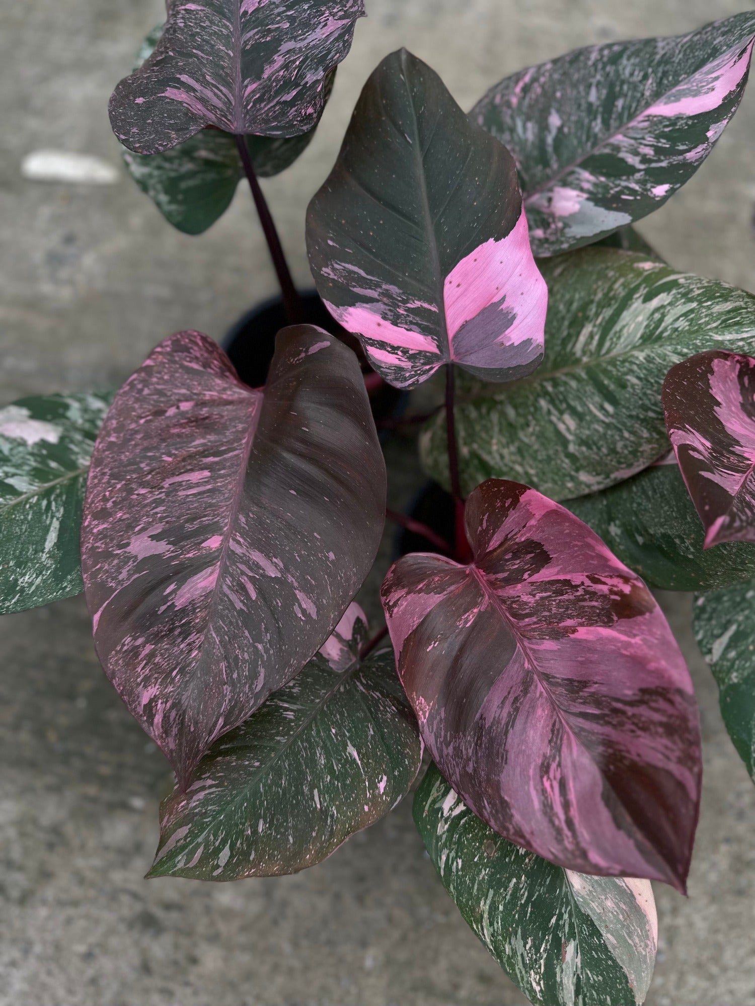 philodendron marble galaxy Philodendron Pink Galaxy