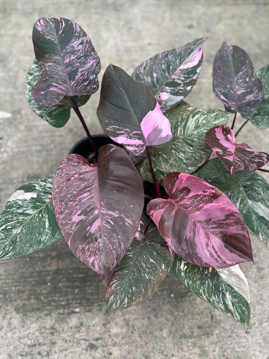 Philodendron Pink Galaxy