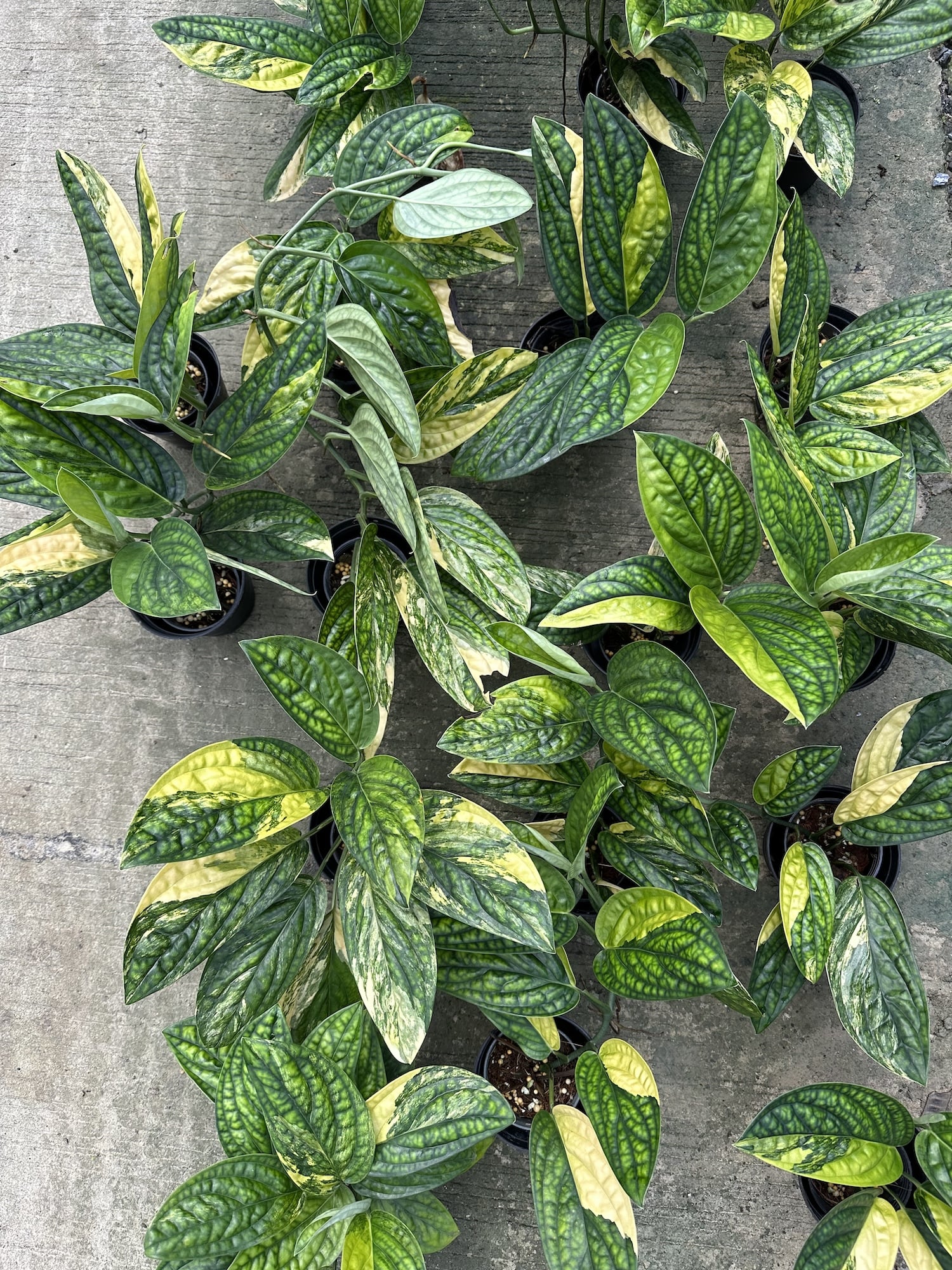 https://www.harmony-plants.com/cdn/shop/files/image00047_0ab1ff4a-7e8a-4618-a2bd-5a4b68267396.jpg?v=1707733894&width=1500&utm_source=chatgpt.com