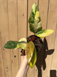 Philodendron Strawberry Shake Variegata (Premium)