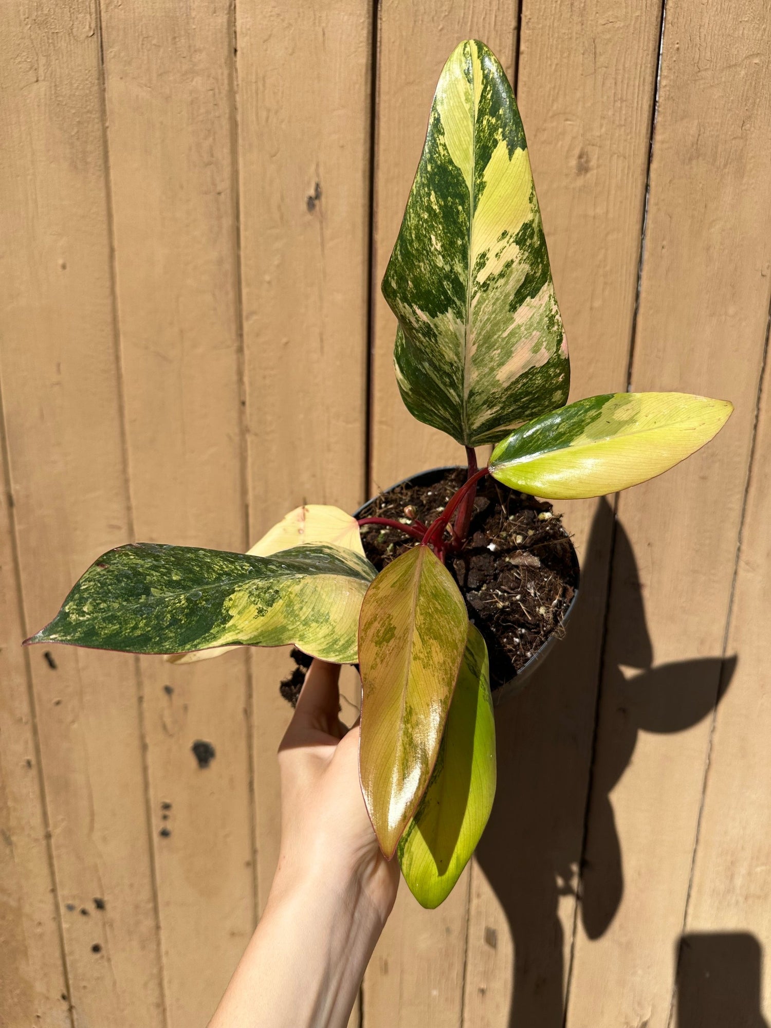 variegated strawberry shake philodendron Philodendron Strawberry Shake Variegata