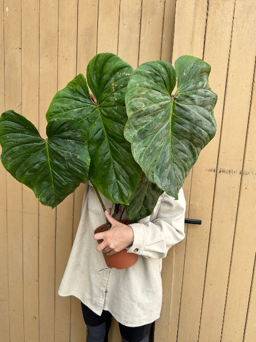 Philodendron Majestic XXL Harmony Plants