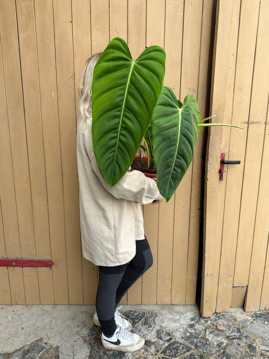 Philodendron Esmeraldense XXL