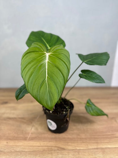 Philodendron Dean McDowell