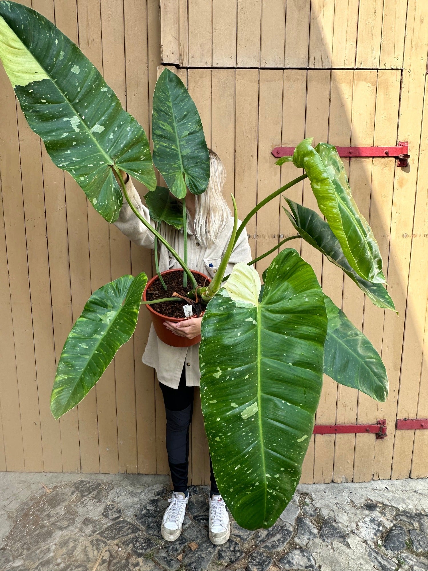 Philodendron Jose Buono XXL