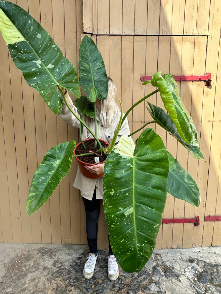 Philodendron Jose Buono XXL