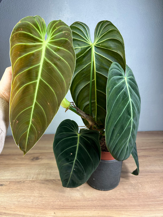 Philodendron Melanochrysum