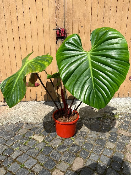 Philodendron Nangaritense XXL Harmony Plants