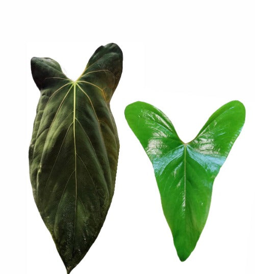 Anthurium Papillilaminum (Ree Gardens) x A. sp. Napo