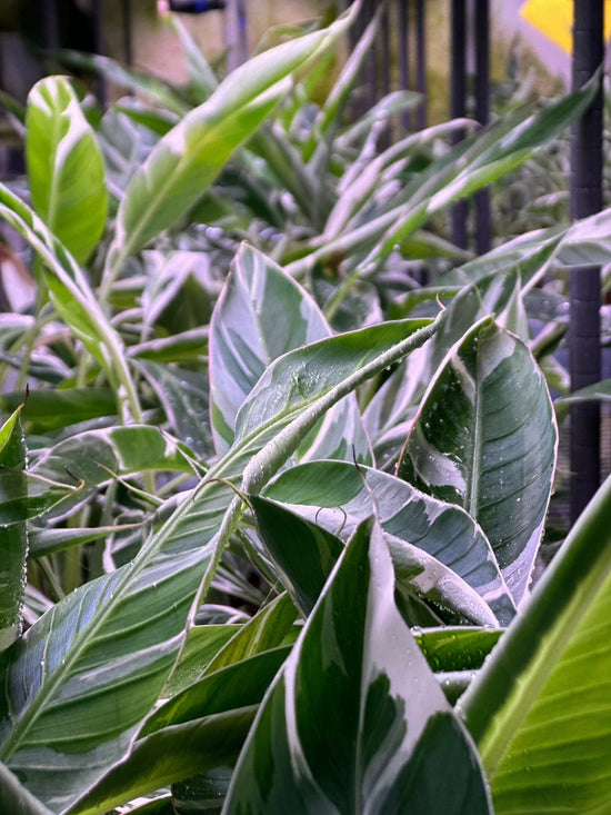 Musa Variegata ( Pre Order Ende Dezember!!!)