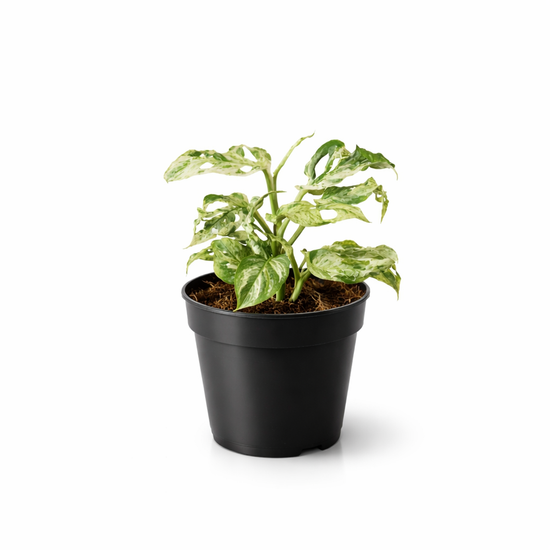 Monstera Frozen Freckles