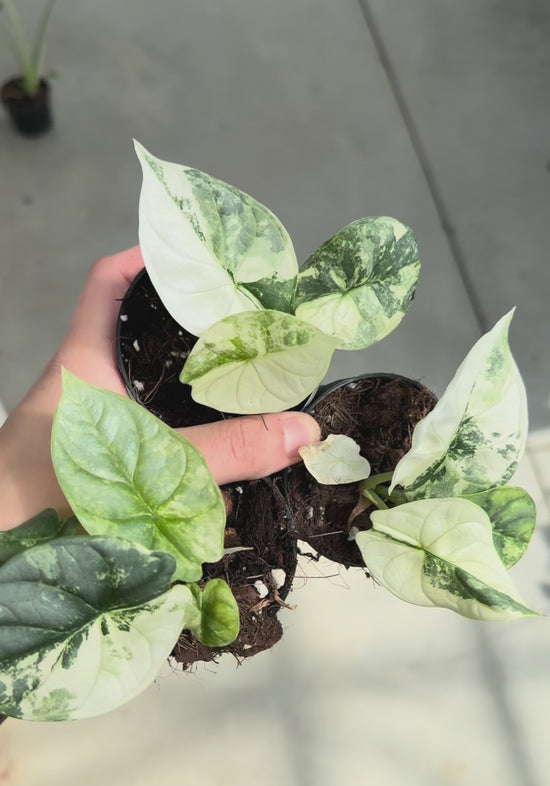 Alocasia Silver Dragon Variegata