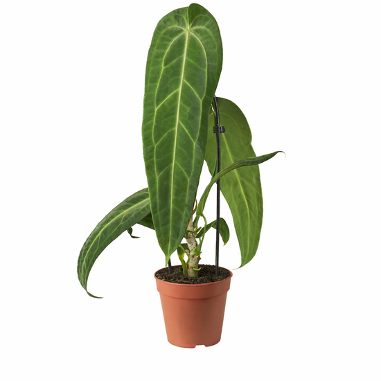 Anthurium Warocqueanum XXL | Harmony Plants Anthurium Warocqueanum XXL | Harmony Plants