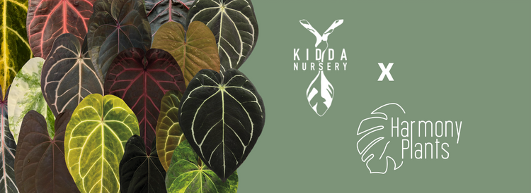 Kidda x Harmony Plants
