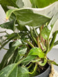 Philodendron White Princess