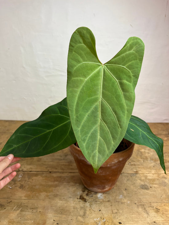 Anthurium Pandurilaminum x Magnificum