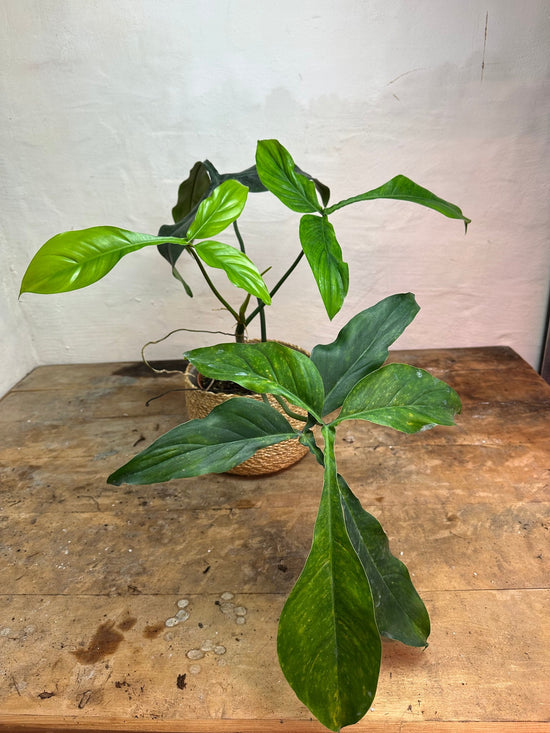 Philodendron 69686