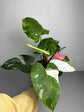 Philodendron White Pink Princess (Tricolour)