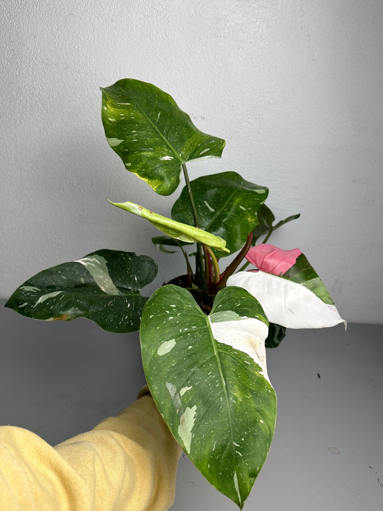 Philodendron White Pink Princess (Tricolour)