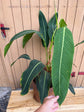 Philodendron Heterocraspedon XXL ( 2 Plants one Pot )